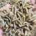 黑水虻纯干