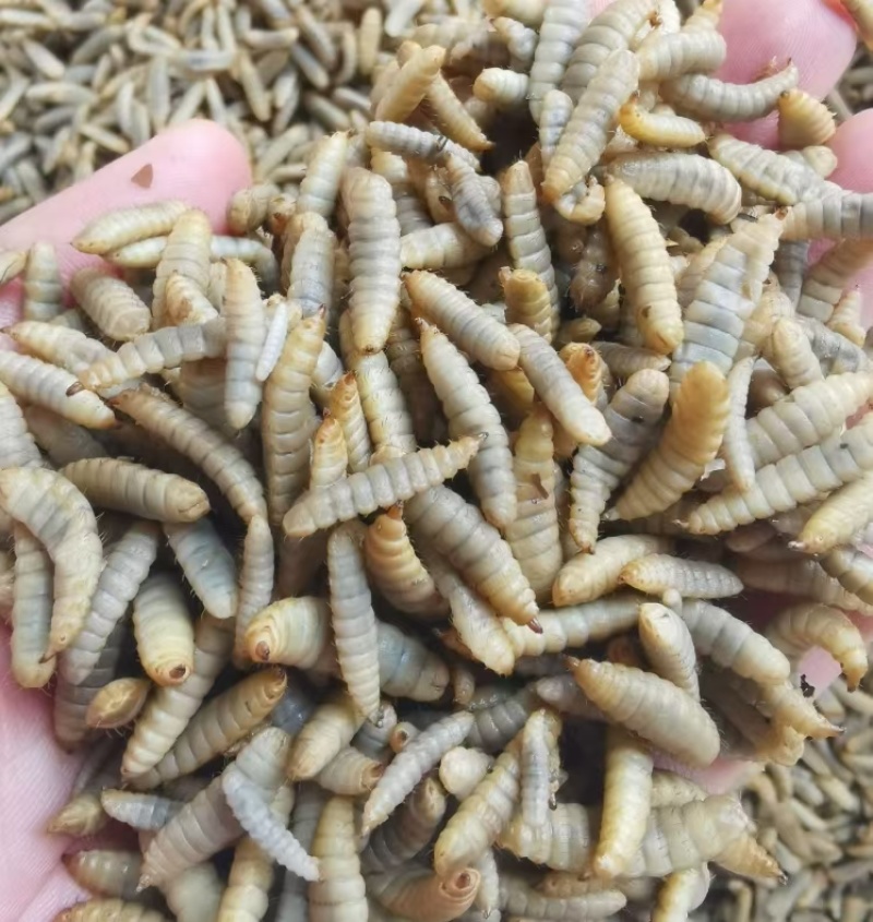 黑水虻纯干