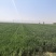 现有5000亩水浇地，可种植各种农作物。