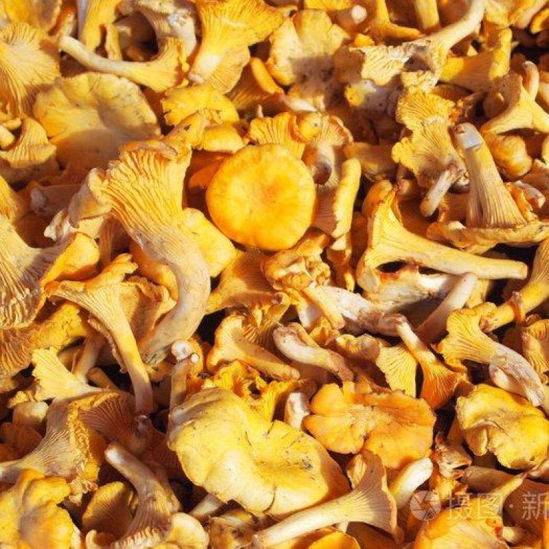 鸡油菌产地一手货源野生鸡油菌代收代发质量保证