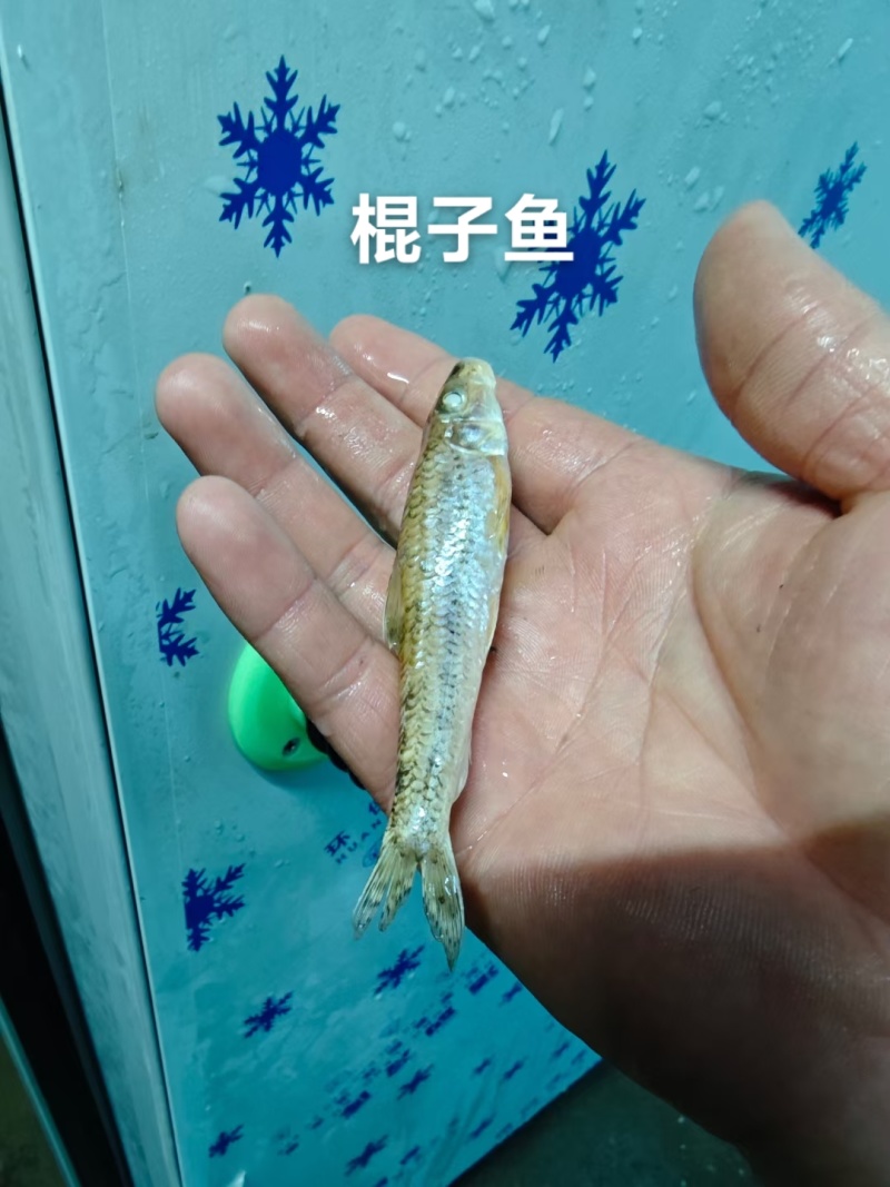 棍子鱼大量上市发货有意向联系味道嘎嘎好吃