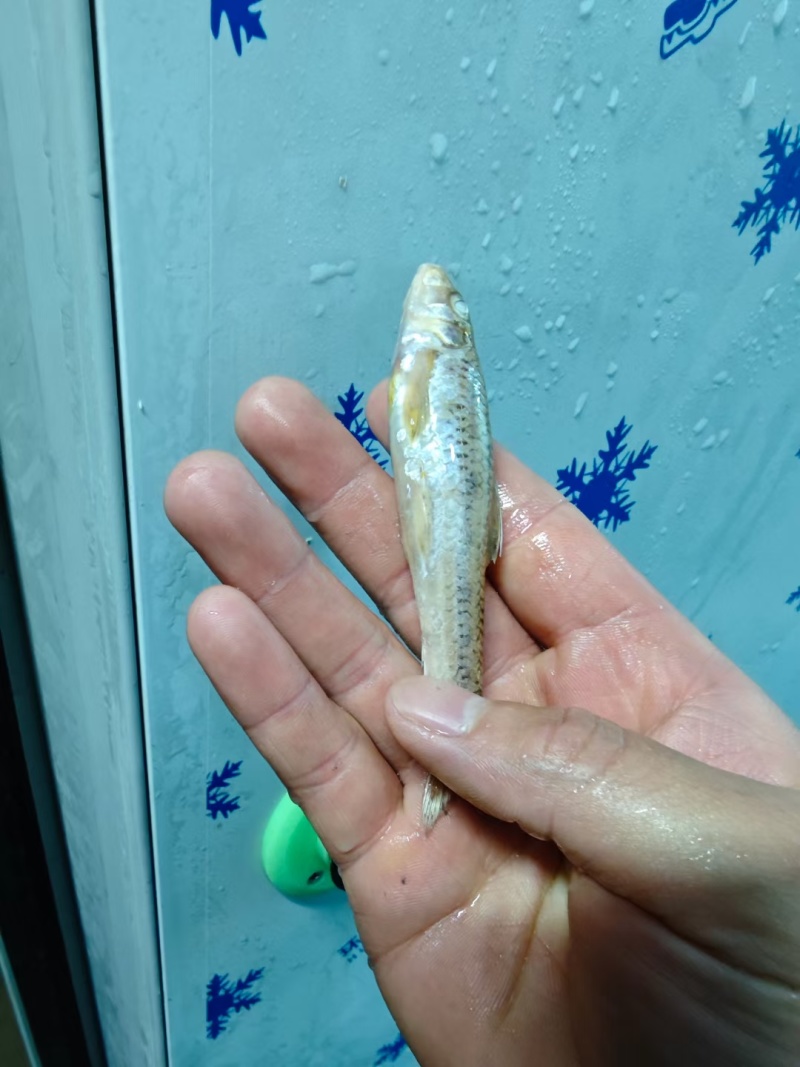 棍子鱼大量上市发货有意向联系味道嘎嘎好吃