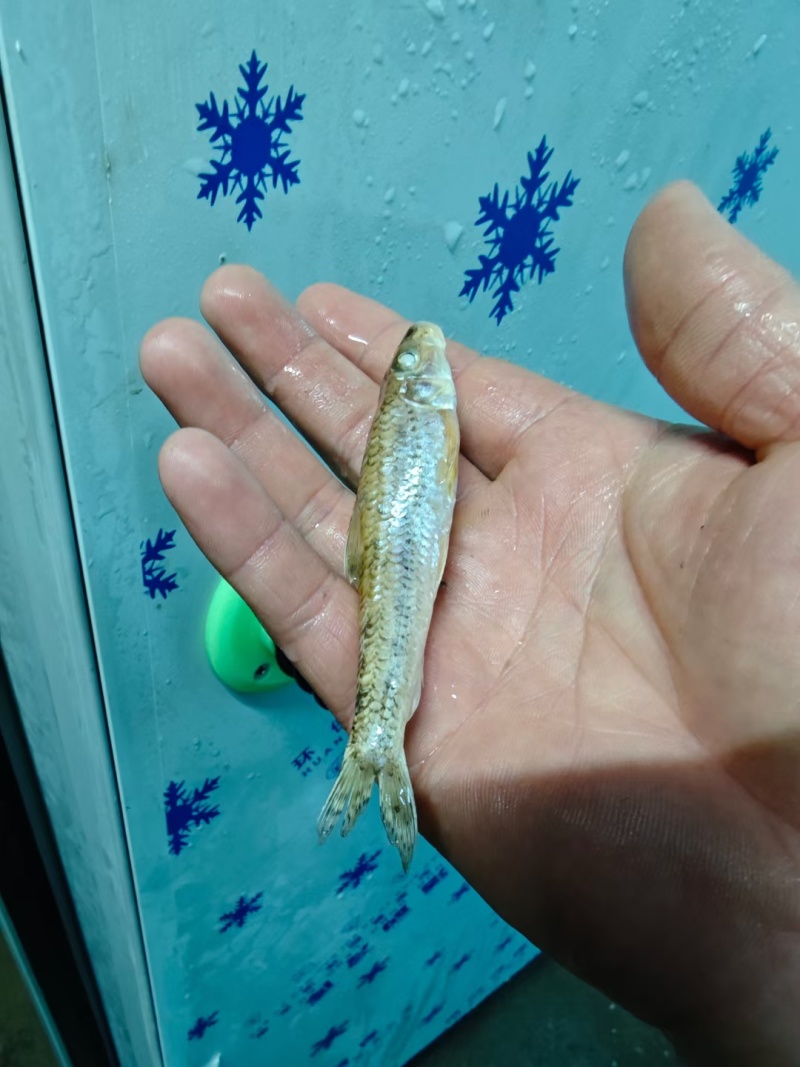 棍子鱼大量上市发货有意向联系味道嘎嘎好吃