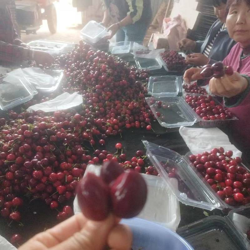 宝鸡大樱桃