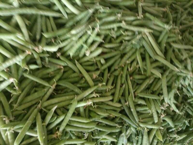 .豌豆荚9号，双11，长寿仁镰刀豌豆