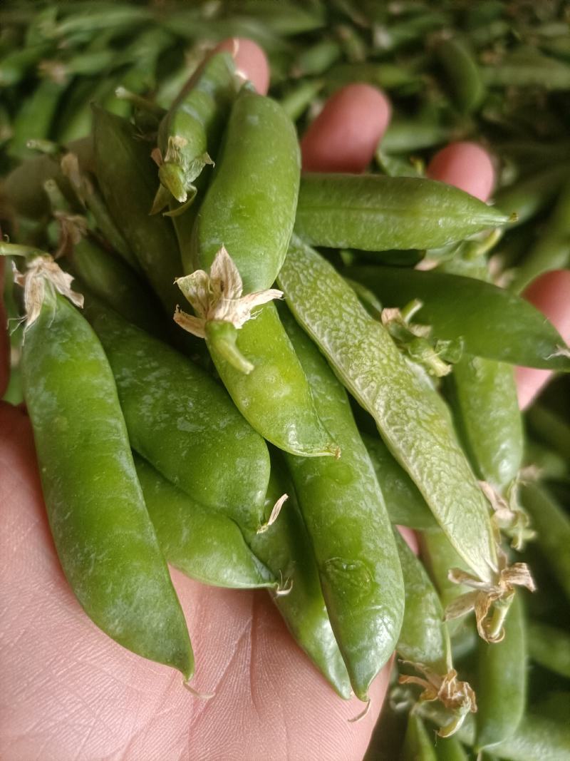 .豌豆荚9号，双11，长寿仁镰刀豌豆