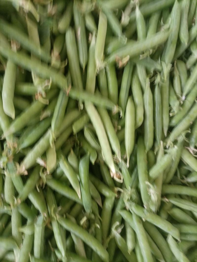 .豌豆荚9号，双11，长寿仁镰刀豌豆