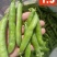 .豌豆荚9号，双11，长寿仁镰刀豌豆