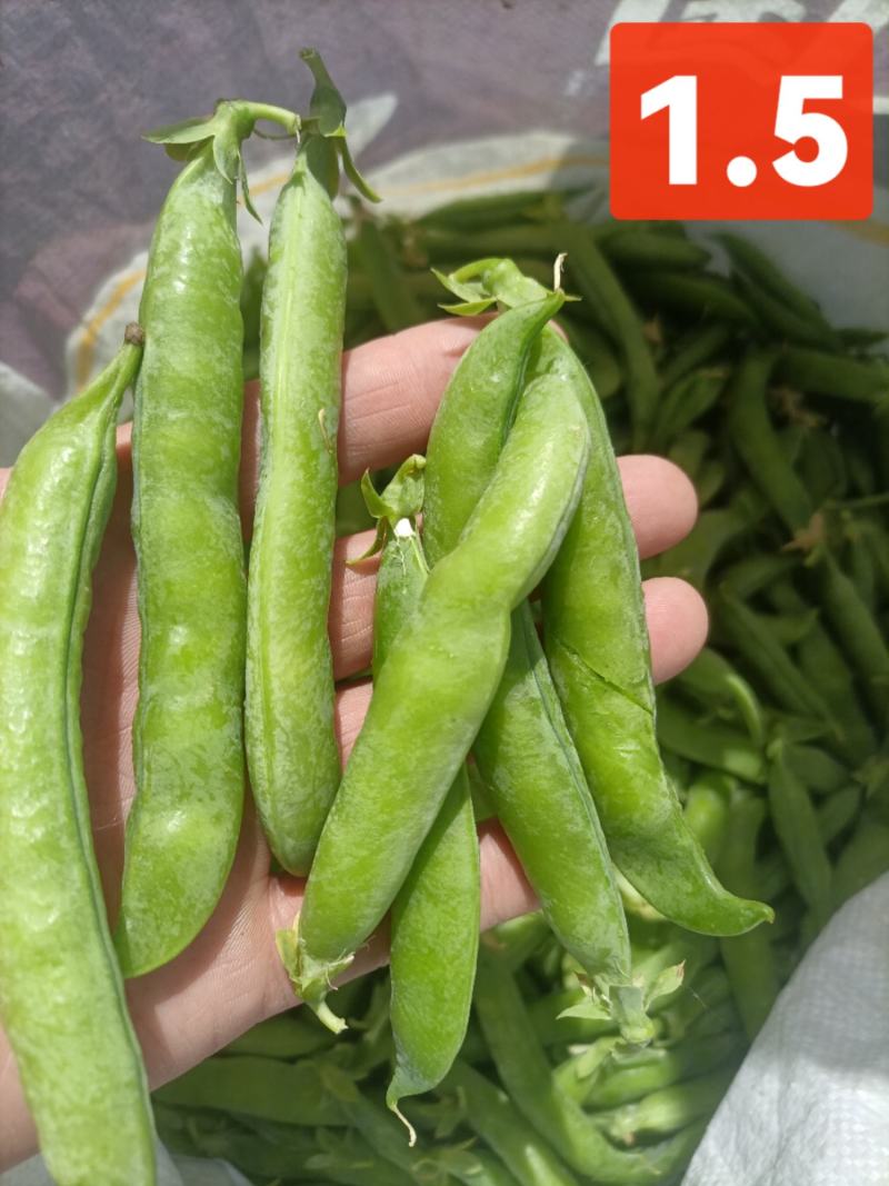 .豌豆荚9号，双11，长寿仁镰刀豌豆