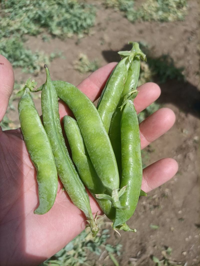 .豌豆荚9号，双11，长寿仁镰刀豌豆