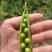 .豌豆荚9号，双11，长寿仁镰刀豌豆