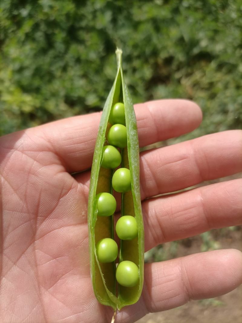 .豌豆荚9号，双11，长寿仁镰刀豌豆