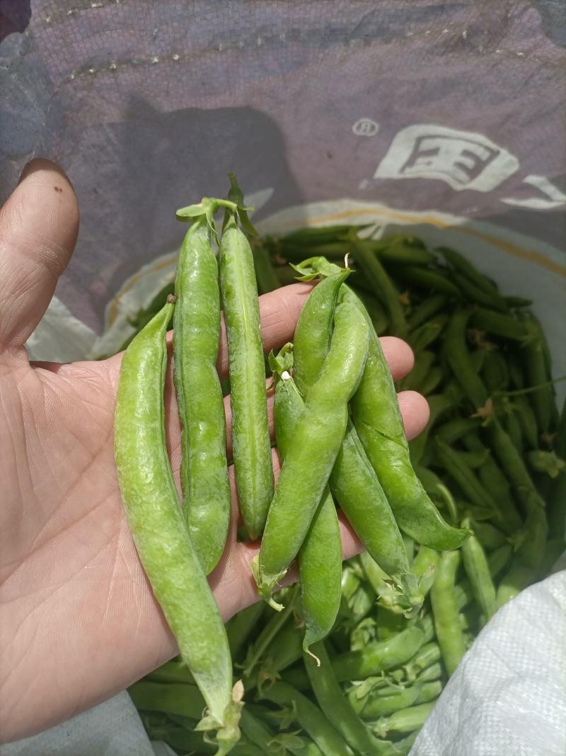 .豌豆荚9号，双11，长寿仁镰刀豌豆