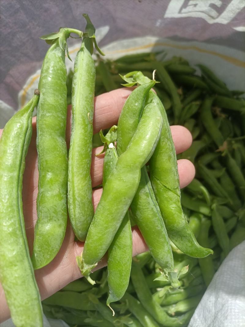 .豌豆荚9号，双11，长寿仁镰刀豌豆