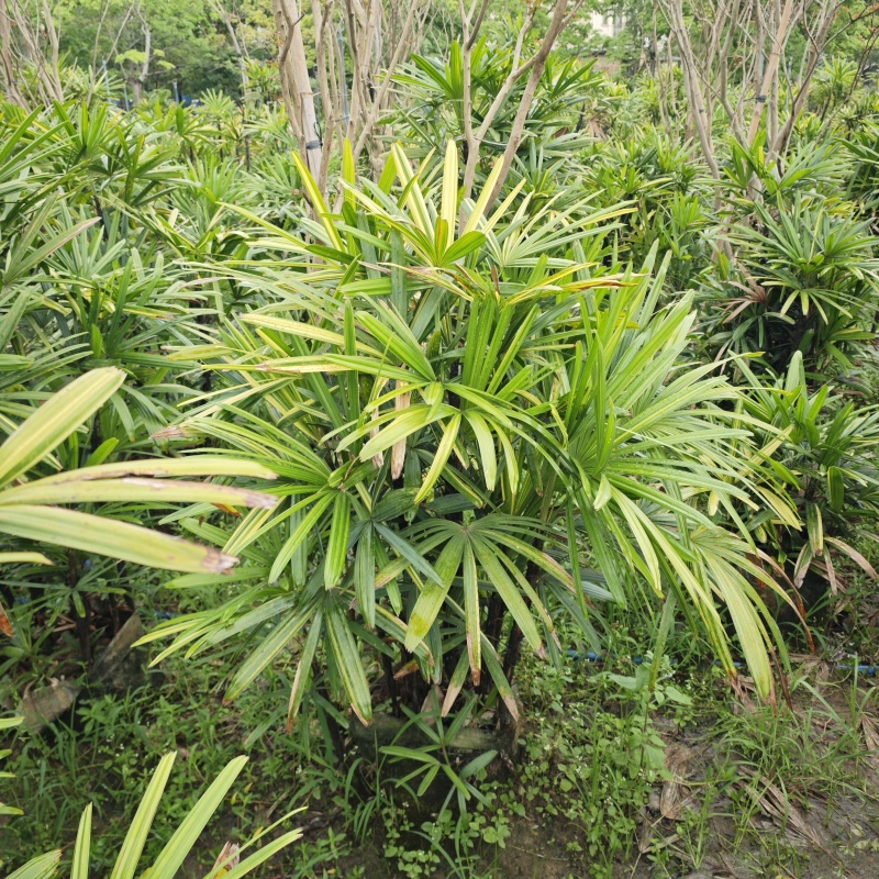 2505苗圃供应斑叶锦叶花叶棕竹0.5-2米高