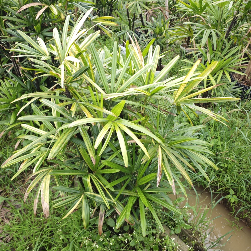 2505苗圃供应斑叶锦叶花叶棕竹0.5-2米高