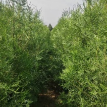 侧柏1米高到近2米多