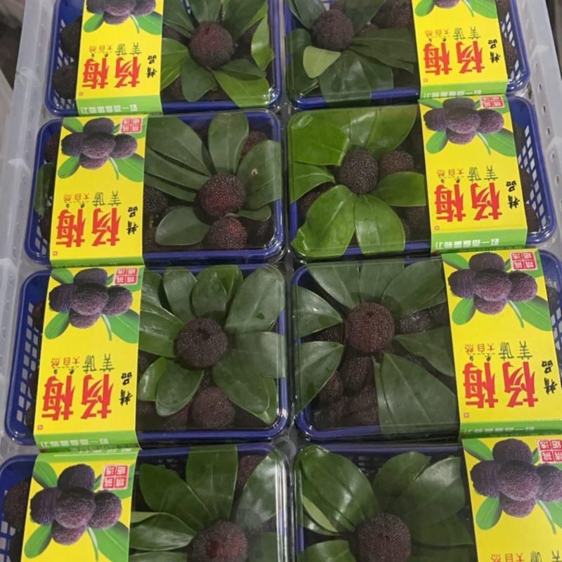 杨梅