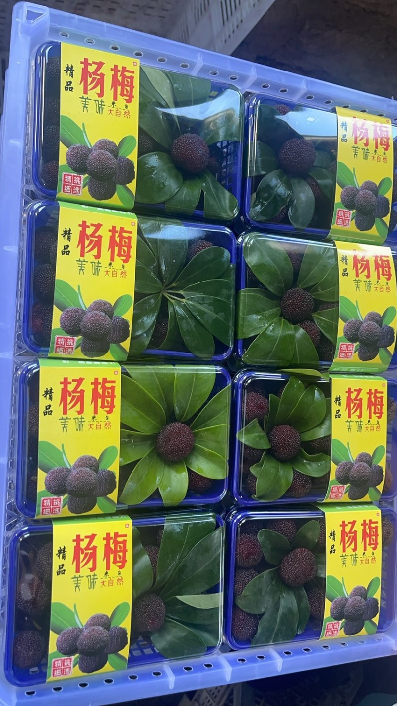 杨梅
