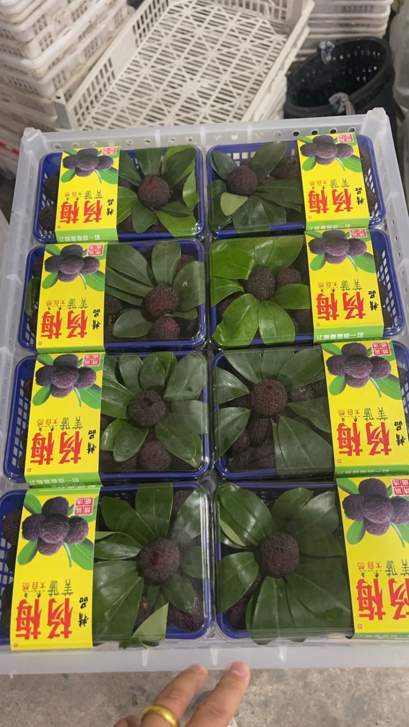 杨梅