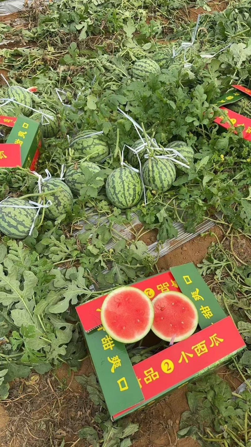 翠玲大棚吊瓜大量上市对接各大档口市场