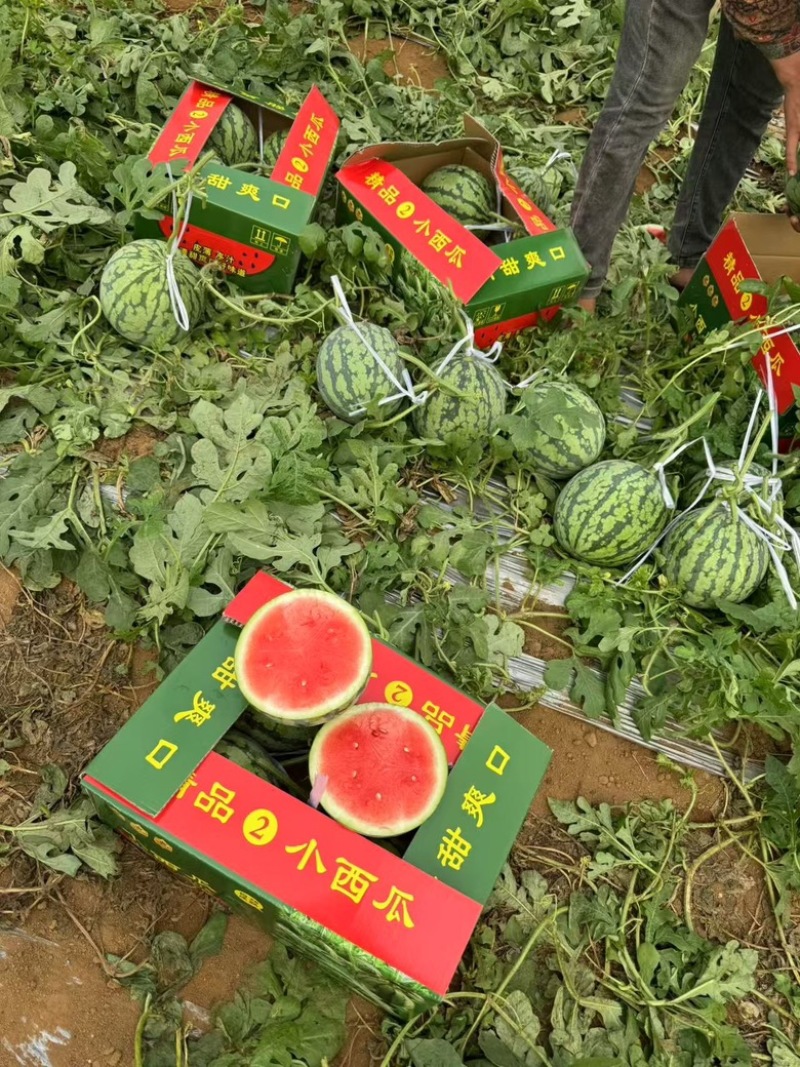 翠玲大棚吊瓜大量上市对接各大档口市场
