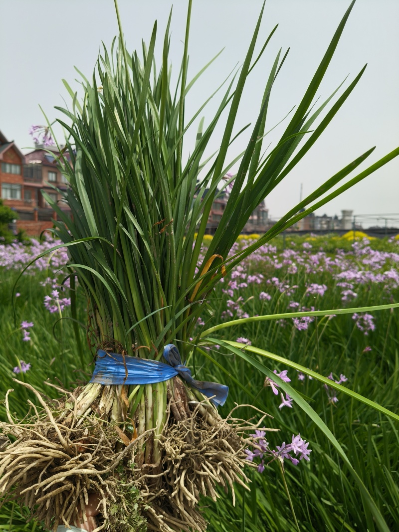 紫娇花地苗，平面高度45cm，基地有量，欢迎来一亩田订购