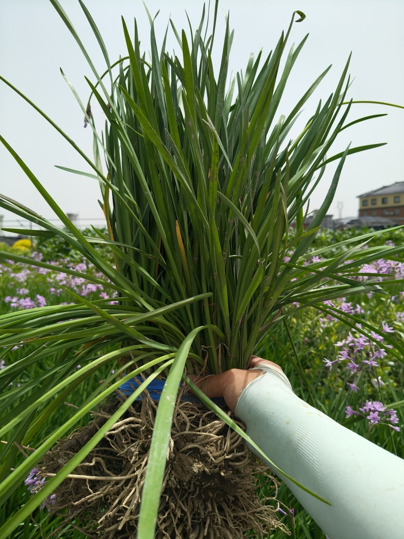 紫娇花地苗，平面高度45cm，基地有量，欢迎来一亩田订购