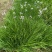 紫娇花地苗，平面高度45cm，基地有量，欢迎来一亩田订购