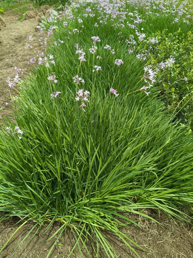 紫娇花地苗，平面高度45cm，基地有量，欢迎来一亩田订购