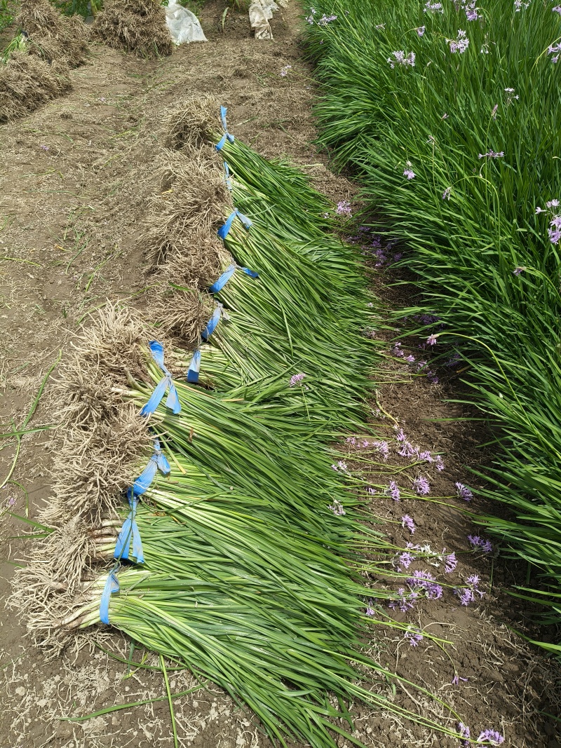 紫娇花地苗，平面高度45cm，基地有量，欢迎来一亩田订购