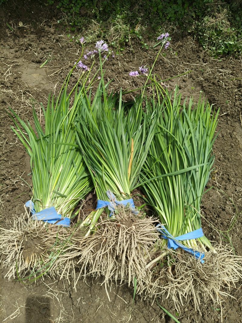 紫娇花地苗，平面高度45cm，基地有量，欢迎来一亩田订购
