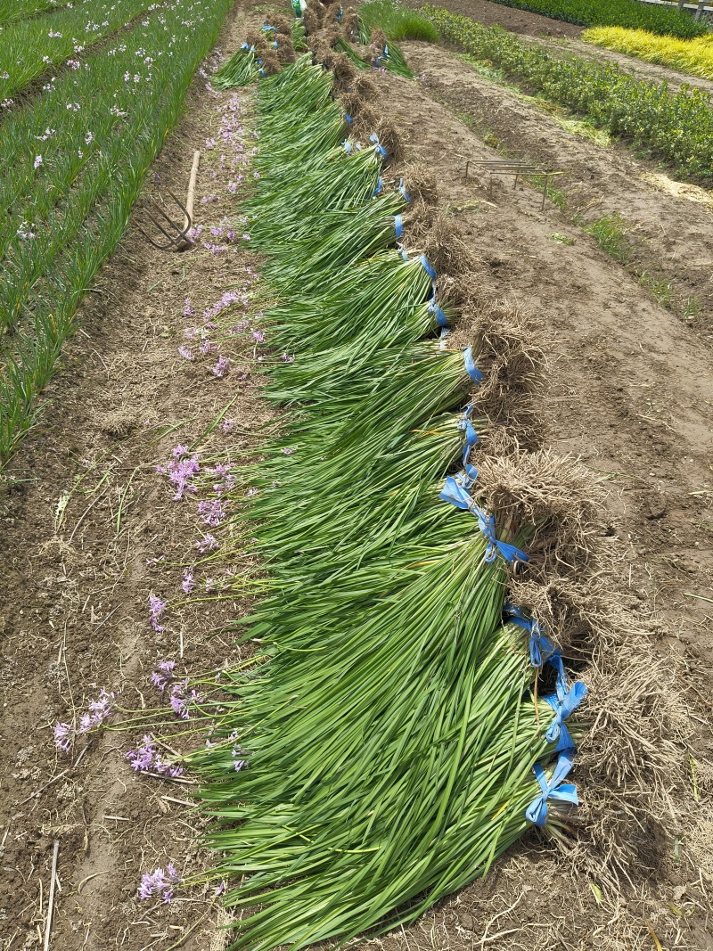 紫娇花地苗，平面高度45cm，基地有量，欢迎来一亩田订购