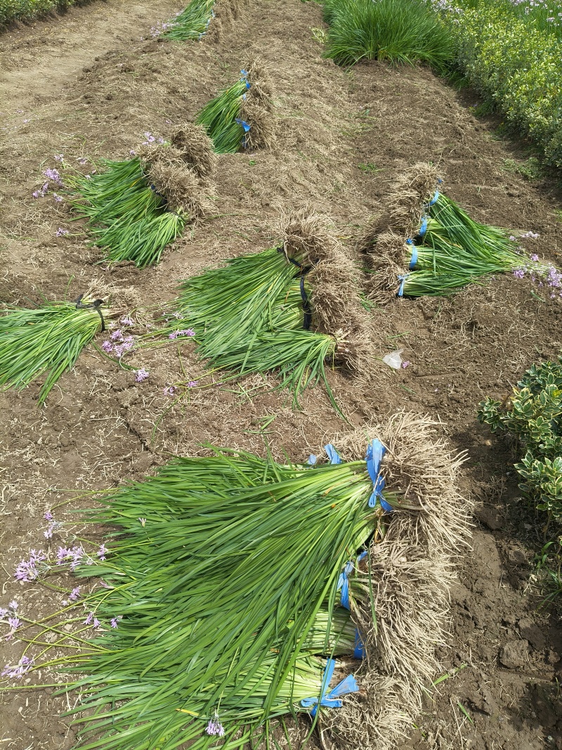 紫娇花地苗，平面高度45cm，基地有量，欢迎来一亩田订购