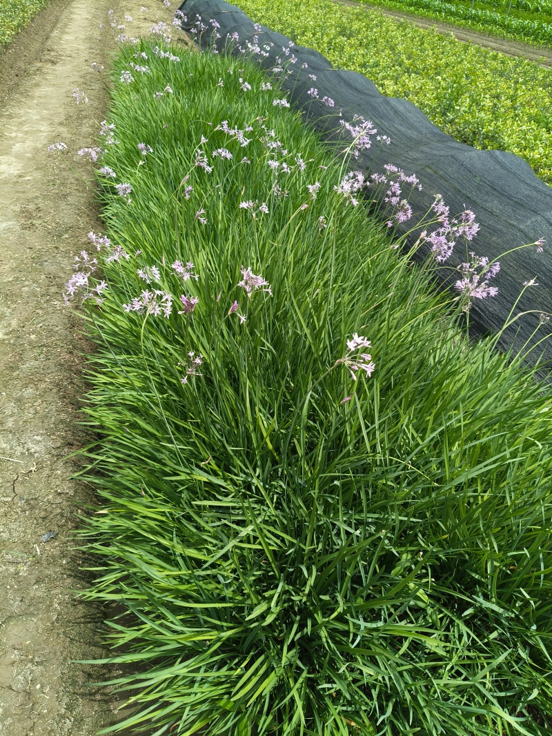紫娇花地苗，平面高度45cm，基地有量，欢迎来一亩田订购