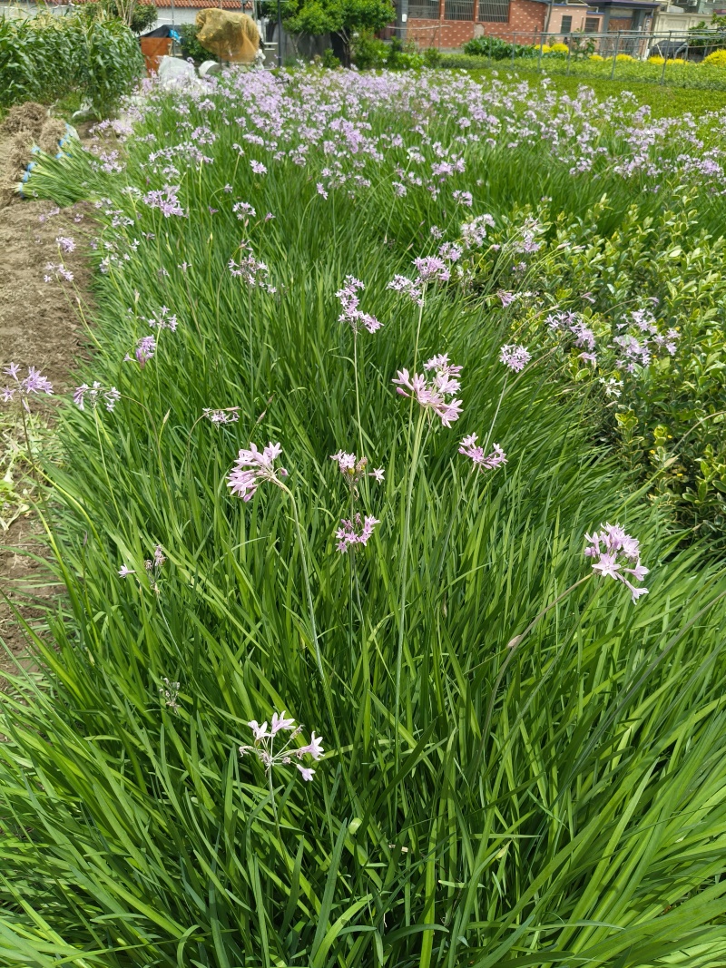 紫娇花地苗，平面高度45cm，基地有量，欢迎来一亩田订购