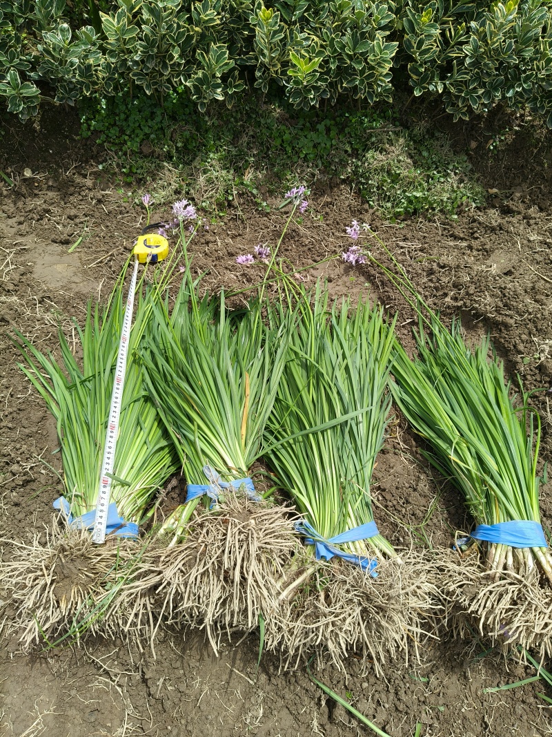 紫娇花地苗，平面高度45cm，基地有量，欢迎来一亩田订购