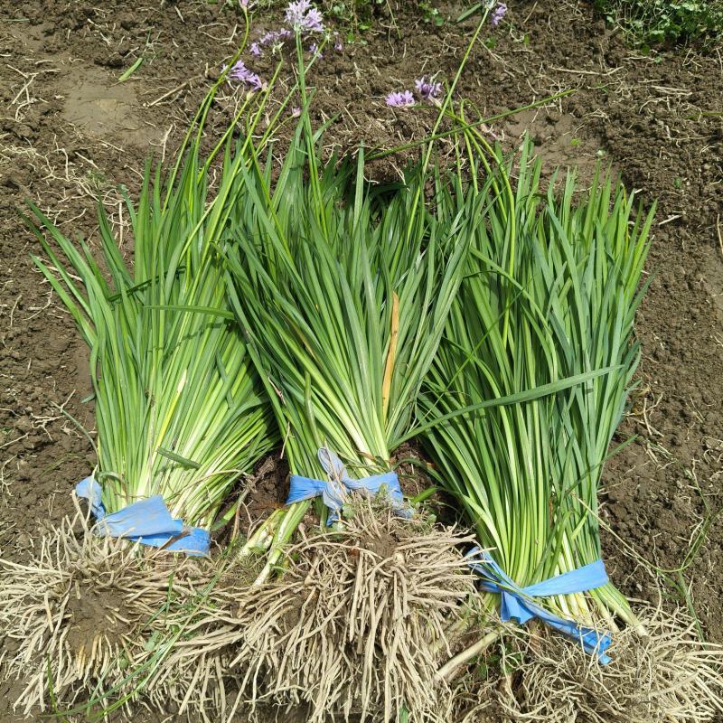 紫娇花地苗，平面高度45cm，基地有量，欢迎来一亩田订购