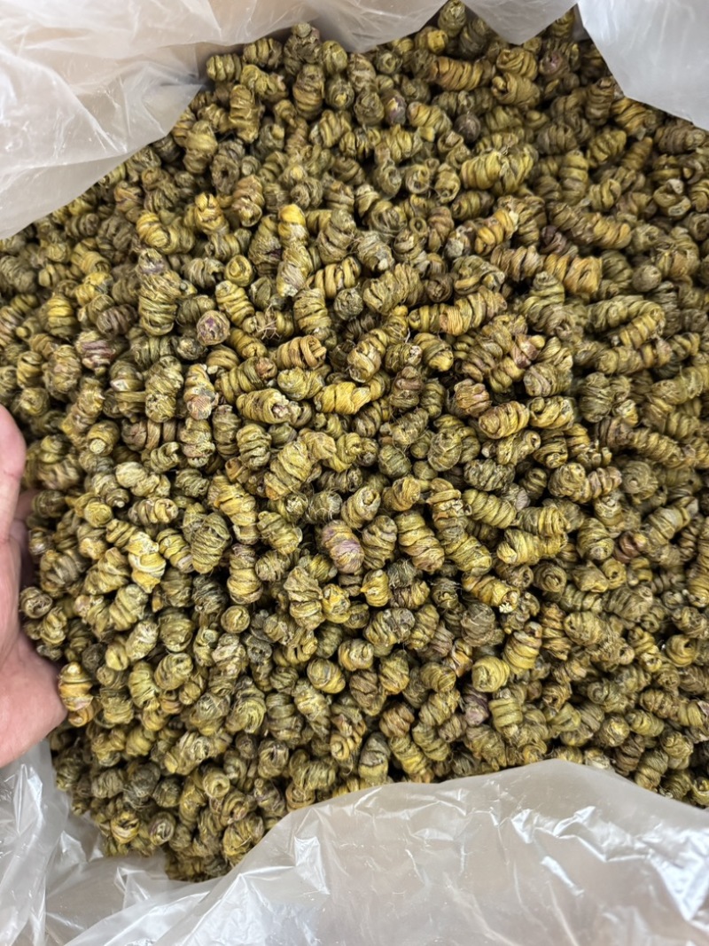 云南西双版纳基地直发，一手货源品质保证（铁皮石斛枫斗）