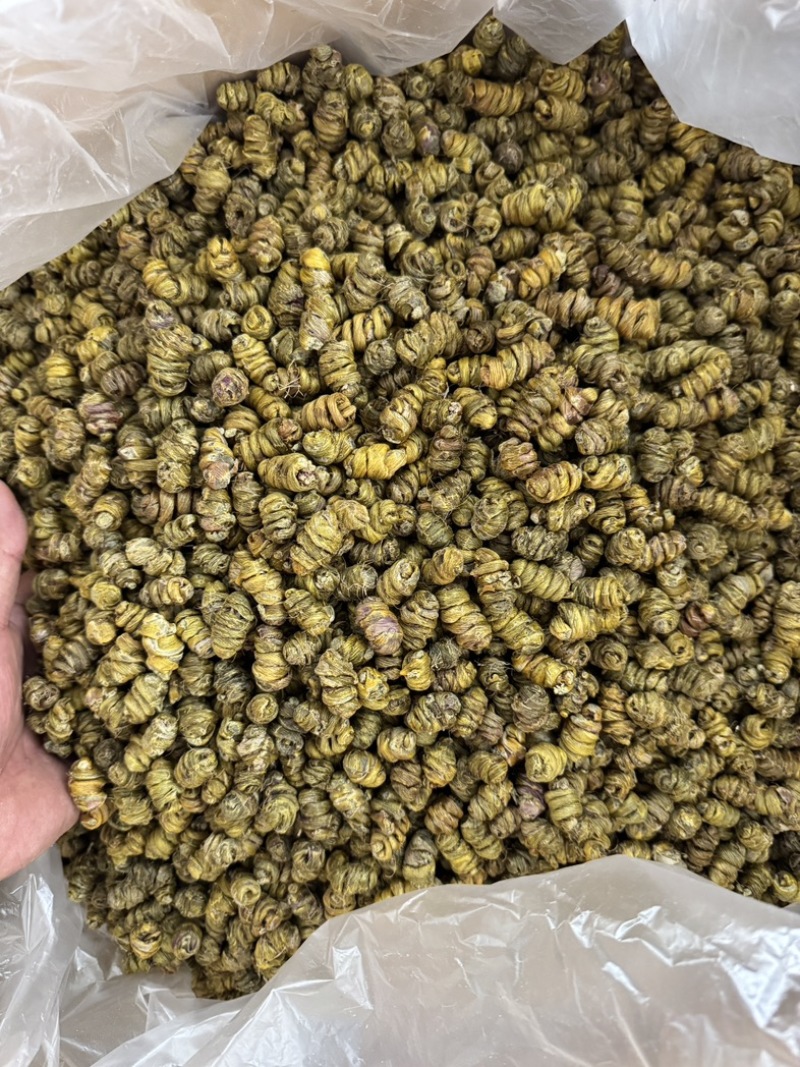 云南西双版纳基地直发，一手货源品质保证（铁皮石斛枫斗）