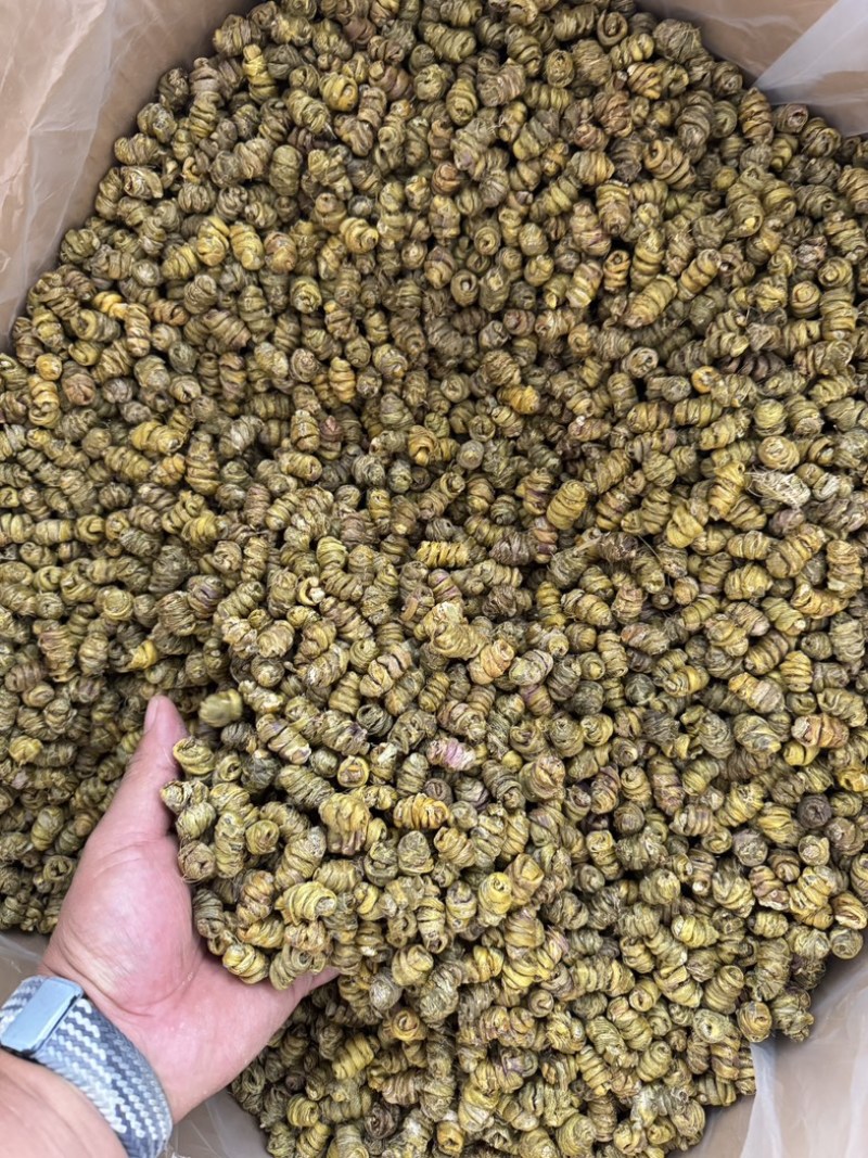 云南西双版纳基地直发，一手货源品质保证（铁皮石斛枫斗）
