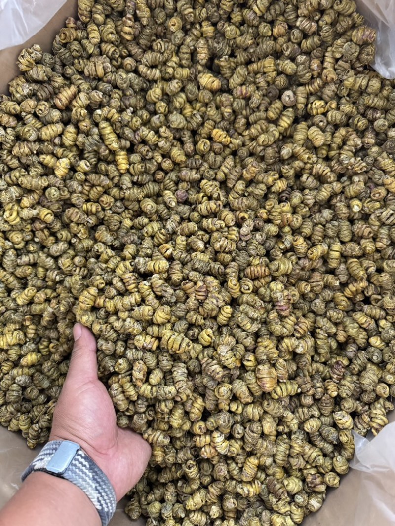 云南西双版纳基地直发，一手货源品质保证（铁皮石斛枫斗）