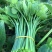纯绿色野菜