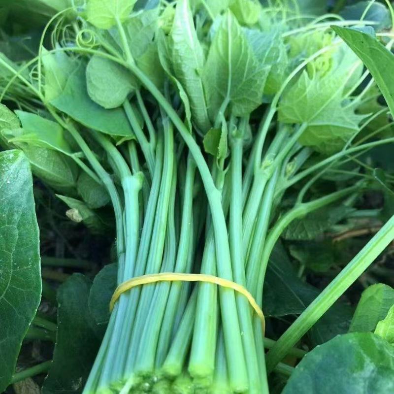 纯绿色野菜
