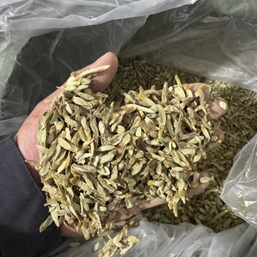西双版纳产地（铁皮石斛切片）胶质多，化渣，