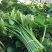 纯绿色野菜