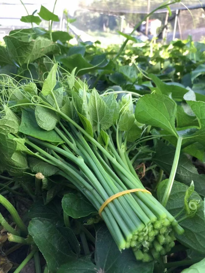 纯绿色野菜