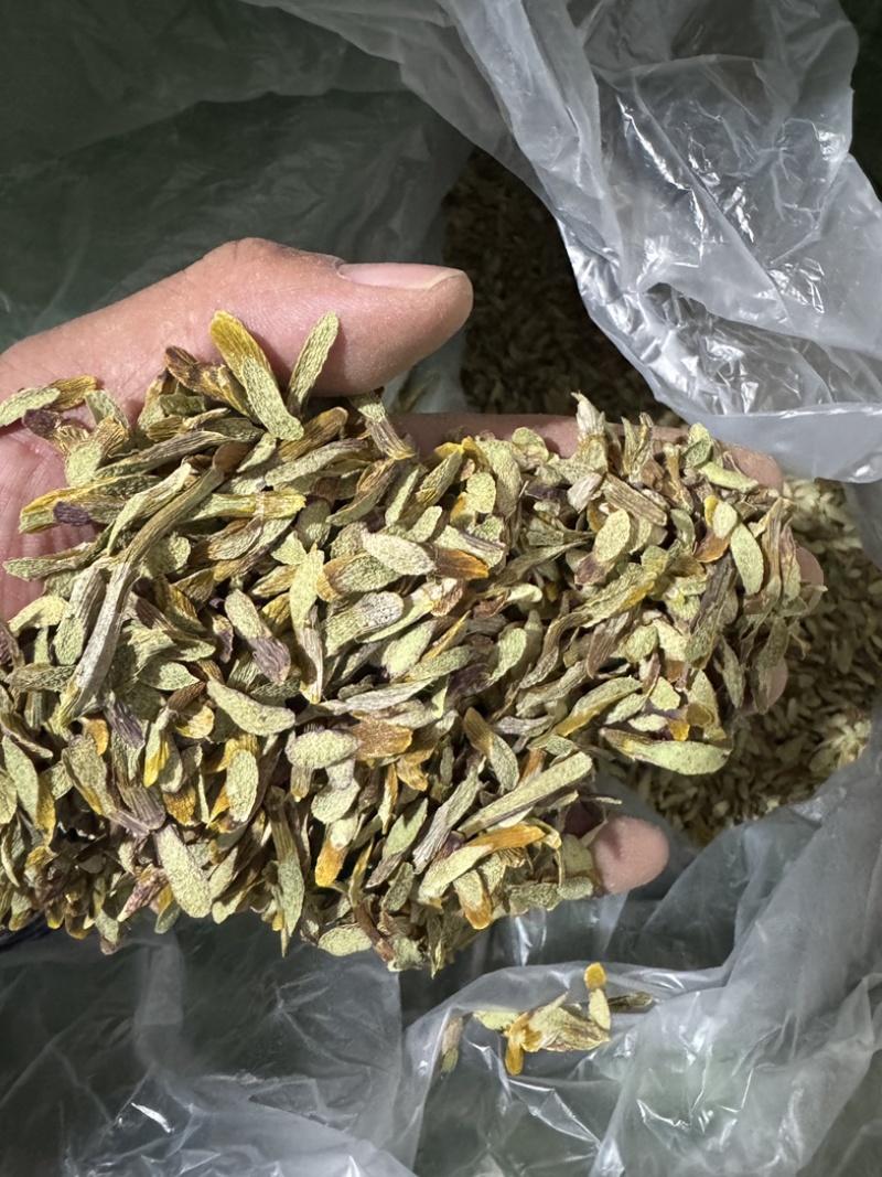 西双版纳产地（铁皮石斛切片）胶质多，化渣，