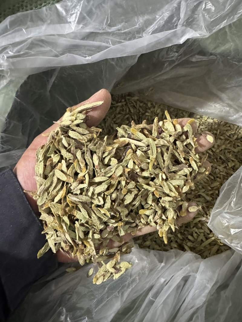 西双版纳产地（铁皮石斛切片）胶质多，化渣，