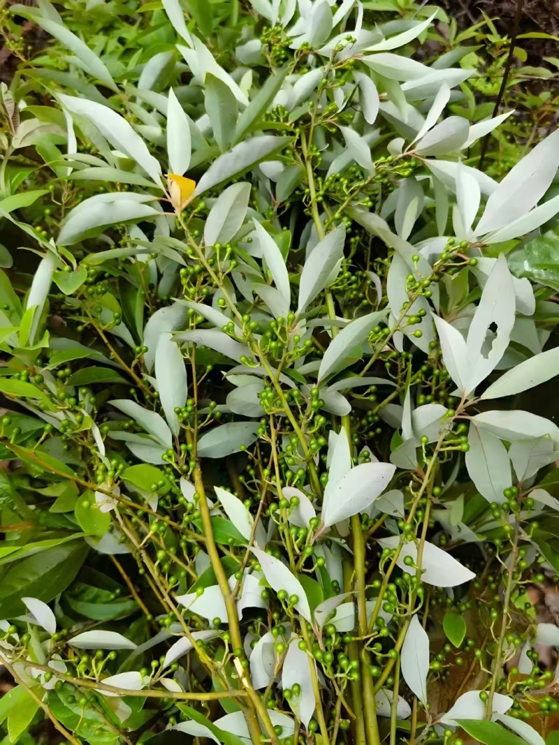 木姜子。山苍子。山胡椒。大量供应